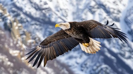 Obraz premium Capturing a majestic eagle soaring above the mountains