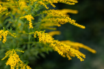 Solidago canadensis blooms wildly in nature in late summer