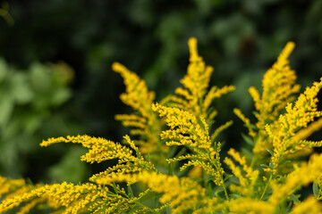 Solidago canadensis blooms wildly in nature in late summer