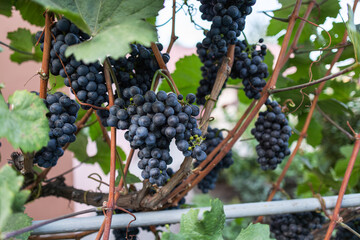 beautiful bunch of ripe blue grapes hanging on vineyard. ripe grapes ready for harvest at a...