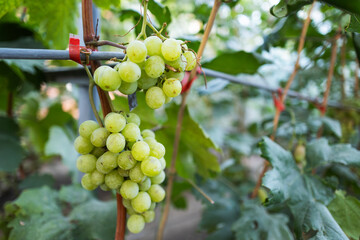 ripe purple grapes hanging on the vine in a vineyard, ready for harvest