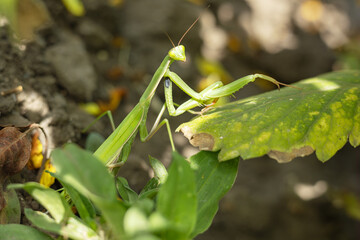 Mantis religiosa or praying mantis is an animal belonging to the order Mantodea