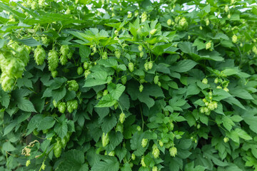 Detail of green fresh hops for making beer in the field