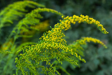 Yellow Solidago gigantea, also known as tall goldenrod and giant goldenrod, in flower
