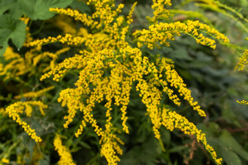 Yellow Solidago gigantea, also known as tall goldenrod and giant goldenrod, in flower