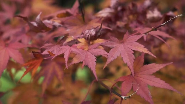 Japanese maple tree red fall leaves on branch in the park. Close up. Seasonal change, autumn, nature seasons background