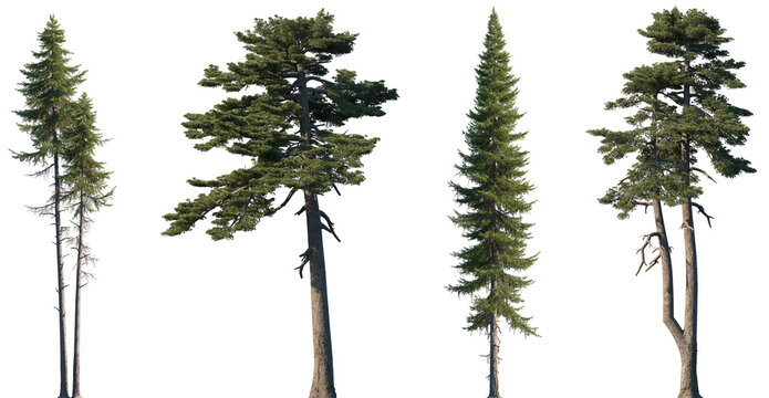 Set of Larix occidentalis and Pinus heldreichii frontal set trees isolated png on a transparent background perfectly cutout