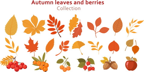 Autumn leaves and elements collection in flat style.  Vector illustration design template.  Сhestnut, oak, maple leaves