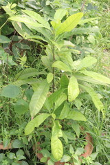 Pouteria caimito fruit plant on farm