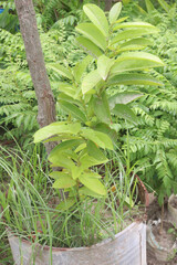 Pouteria caimito fruit plant on farm