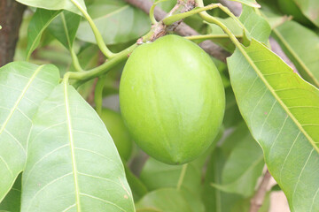 Pouteria caimito fruit on tree in farm