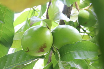 Pouteria caimito fruit on tree in farm