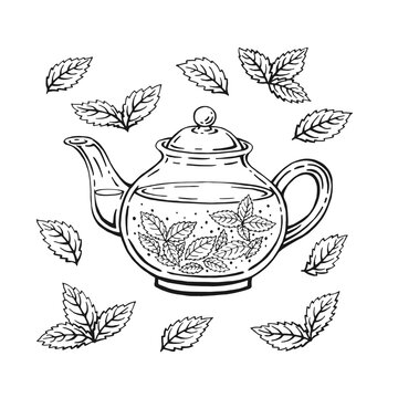 recommend clip art: Teapot, mint leaves, tea. Hand drawn vector illustration in outline style.