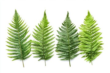 Fototapeta premium A collection of four lush green fern plants, each showcasing their vibrant, feathery leaves.