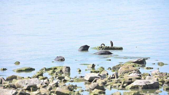 Folaghe mangiano nelle acque basse del lago