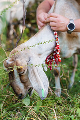 Rustic Charm: Goat Grazing in Lush Meadow, Adorned with Traditional Beads and Human Affection