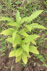 Indian snakeroot plant on jungle