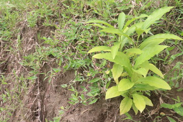 Indian snakeroot plant on jungle