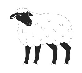 Black faced sheep standing black and white 2D line character. Expensive breed of farm animals cultivation. Livestock husbandry isolated vector outline personage. Monochromatic spot illustration