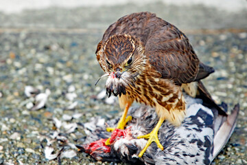 Greifvogel mit Federn im Schnabel