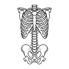 Human rib cage and pelvis skeleton line illustration