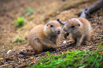Two young prairie dogs (genus cynomys) interacting closely.