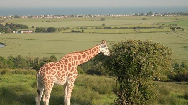 Giraffe in the wild