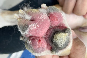 Allergy in dogs white color close-up photo of a dog's paw with atopic dermatitis and food allergy reddened from blood drops