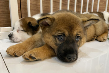 young couple at dog shelter adopting a dog. Little puppy at the shelter looks with hope. Take me, I'm the best. Puppy up for adoption