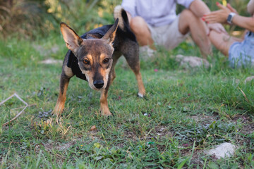Portait of multi-breed small dog walking and playing with owner in public park, young playful puppy