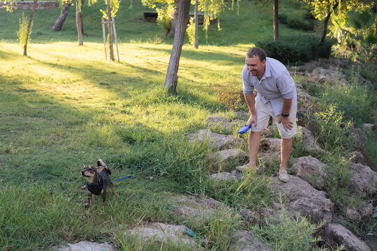 Smiling middle-aged man walks and plays with a small dog in public park