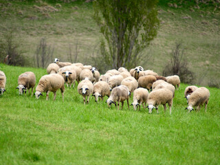 Obraz premium Sheep in the Pyrenees