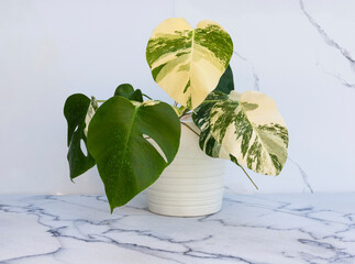 Monstera albo variegated plant on a marble floor with white wall background