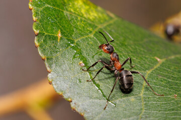 Close up of red ants over a leaf