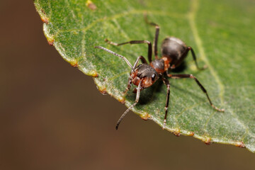 Fototapeta premium Close-up of red ants over a leaf