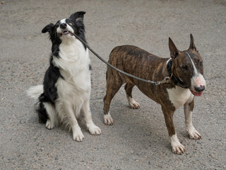A border collie leads a bull terrier by the leash. One dog walking another. 