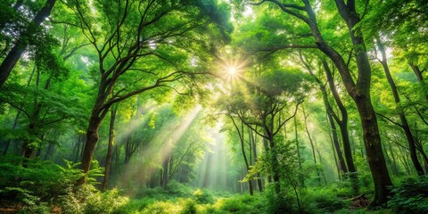 Fototapeta premium Lush forest with vibrant green trees and sunlight filtering through the canopy