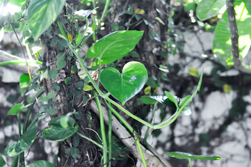 Devils Ivy, Golden Pothos or Hunters Robe or Epipremnum aureum or Araceae