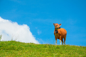 Serene green hill dotted with cows, showcasing a calm rural landscape bathed in gentle sunlight
