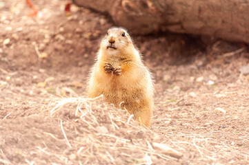 cute prairie dog eating alone