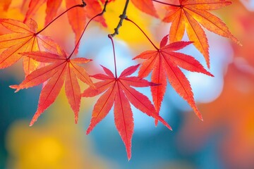 Close-up of Vibrant Red Maple Leaves Against a Blurred Background