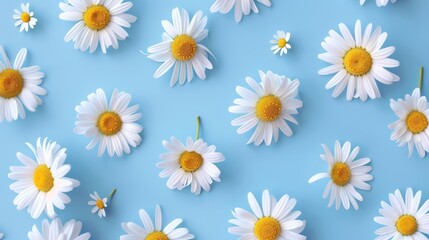 Repetitive daisy pattern with chamomile flowers on blue background, top view