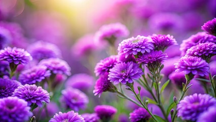 Obraz premium Close-up of vibrant purple flowers with a soft, blurred background of more blooms