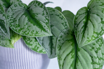 Scindapsus pictus exotica or satin pothos indoor plant,  natural background.Liana with beautiful heart-shaped leaves of green and silver color. Close-up. Selective focus.