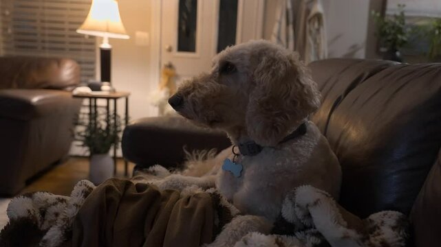 Golden Doodle dog watching television on the couch at night. Slowed to half speed.