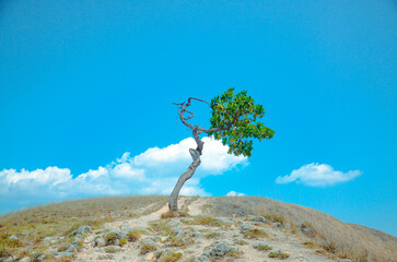 A solitary, twisted tree stands resiliently atop a dry, barren hill under a vibrant blue sky with...