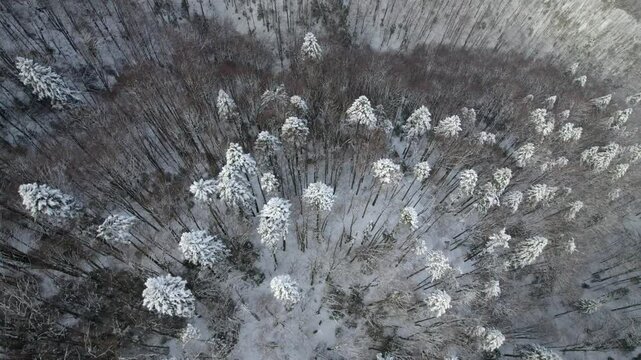 Aerial shot revealing tall, snow-dusted trees in a winter landscape from above.