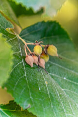 Staphylea pinnata pertenece a la Staphyleaceae.