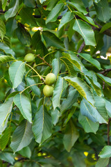 Juglans regia pertenece a la Juglandaceae.