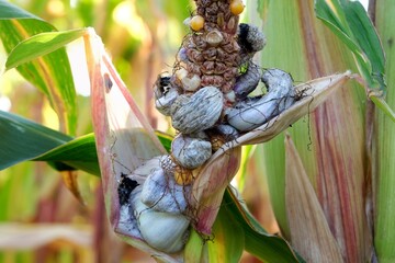 Close up of Corn smut - plant disease caused by pathogenic fungus Mycosarcoma maydis. In Mexico, it...